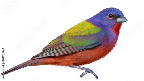 Fotografía Painted bunting bird with vibrant colorful plumage