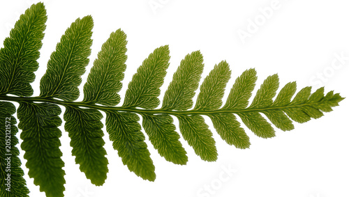 Photos Green fern frond with delicate veins and serrated edges