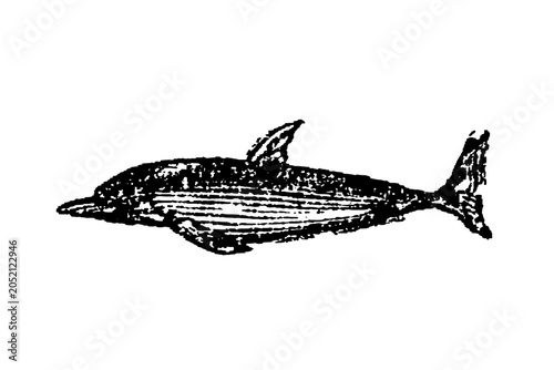 Quadro em tela Common dolphin (Delphinus delphis), vintage black-and-white engraving with distinctive dorsal fin and curved body, old vintage illustration, 1897