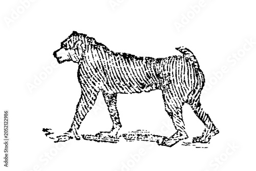 Konstfotografi Mandrill (Mandrillus sphinx) standing in poised position, detailed black and white engraving, old vintage illustration, 1897