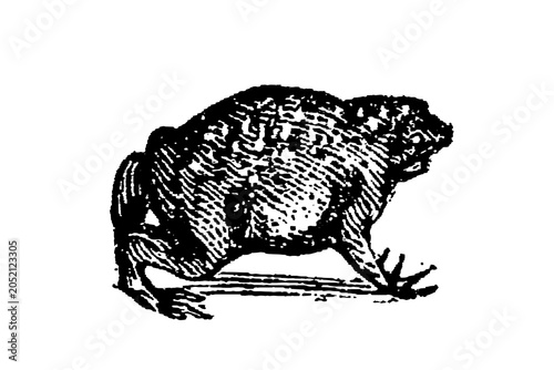 Quadro em tela Toad engraving, anatomical study with warty skin texture, old vintage illustration, 1897