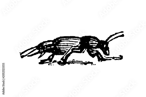 Foto Mole Cricket, black silhouette with striped body and antennae, side profile, old vintage illustration, 1897