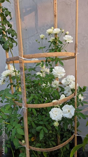 flowers in the window