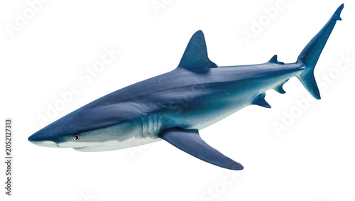Canvastavla Blue shark swimming, detailed fins and gills