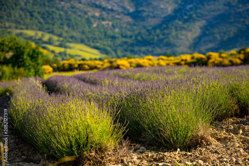 Canvas Print Lavender field rows with blooming gorse against distant mountains