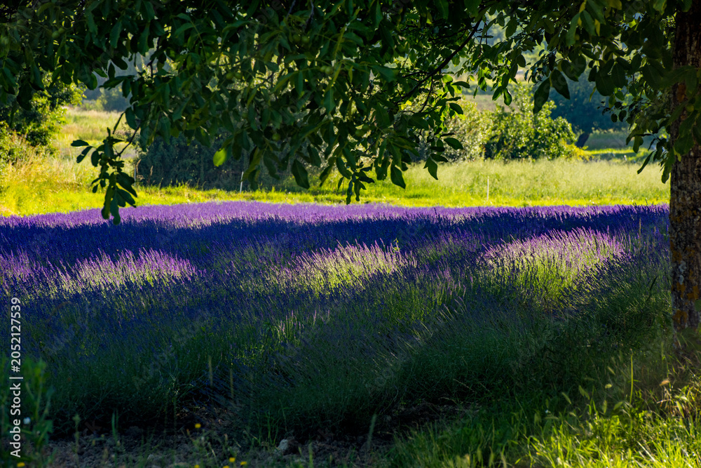Obraz premium Lavender field glowing with sunlight under shade tree