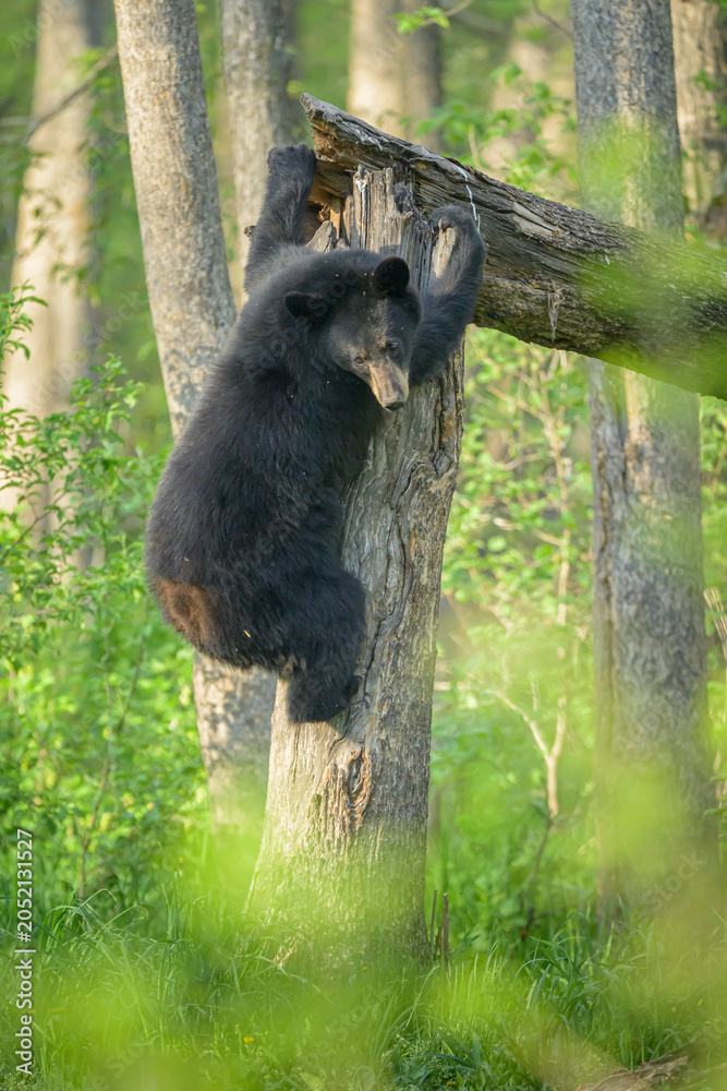 Obraz premium Black Bear Descending Broken Stump to Forest Floor