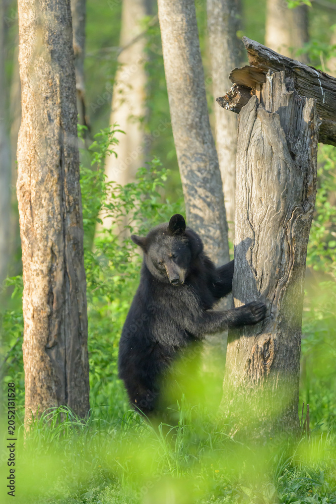 Obraz premium Black Bear Climbing Down Stump in Forest