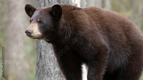 Photography Brown Phase American Black Bear