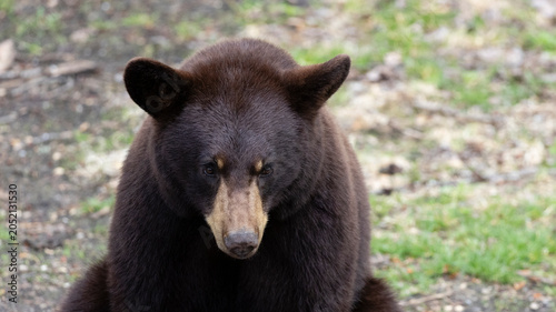 Fotografía Brown Phase American Black Bear