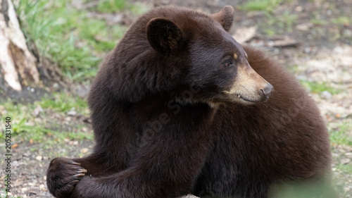 Fotografia Brown Phase American Black Bear
