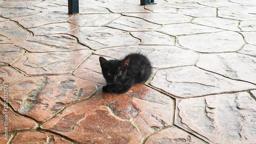 Billede på lærred Tiny Black Stray Kitten on Patio: A small, fluffy black stray kitten with wide eyes sits on a textured, stone patio, looking curious and adorable
