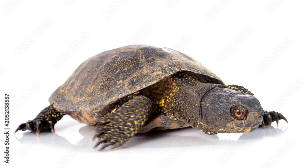 Obraz premium European pond turtle