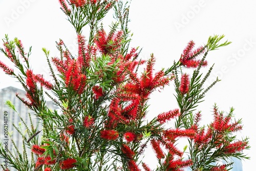 Foto Close up of red bottlebrush flowers known as Callistemon rigidus blooming with g