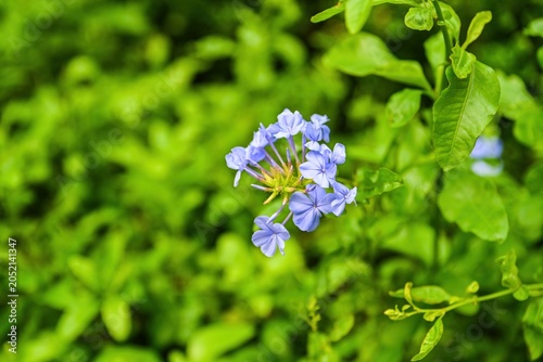 Photos Close up of blue plumbago auriculata flowers known as Cape plumbago blooming wit