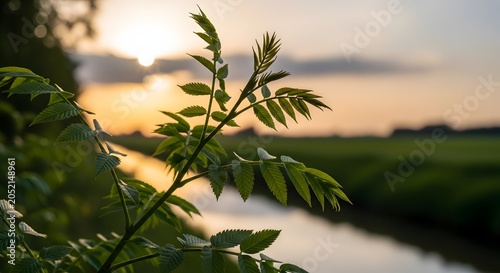 Closeup of a green plant with pinnate leaves against a blurred sunset over a canal in the countryside