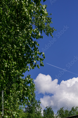 blue sky with an airplane and a green birch tree on a summer day