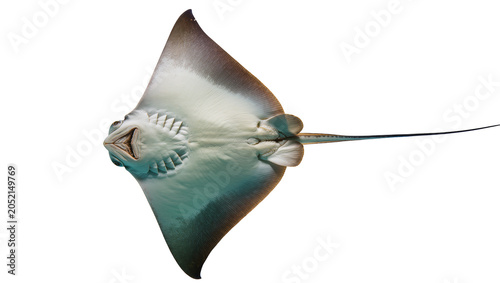 Foto Bottom view of a stingray with wide pectoral fins and long tail