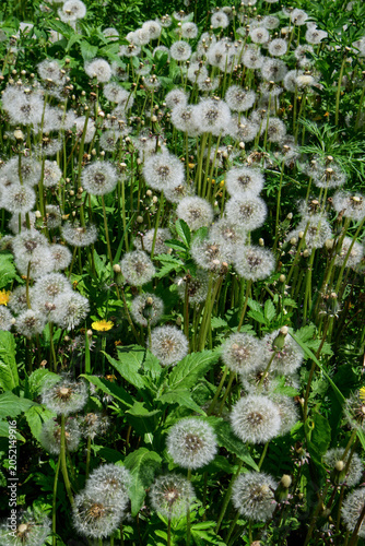 Fluffy dandelion seeds in the garden