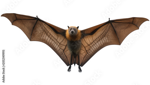 Schilderij op canvas Flying fox bat with wings spread wide