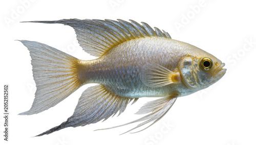 Tableau sur toile Silver fish with golden fins and scales