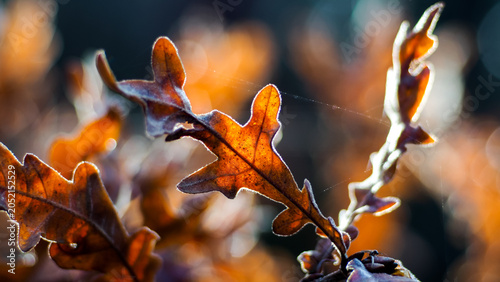 Macro de feuilles de chêne, en automne