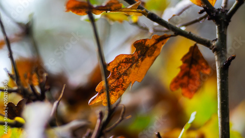 Macro de feuilles de chêne, en automne