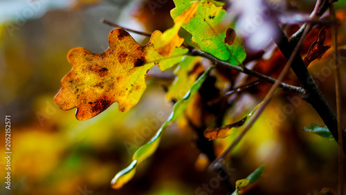 Macro de feuilles de chêne, en automne