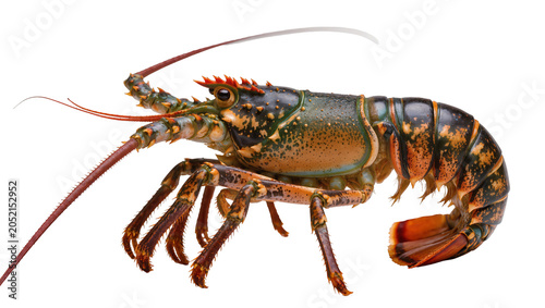 Принти на полотні Spiny Lobster with Orange and Green Shell and Long Antennae