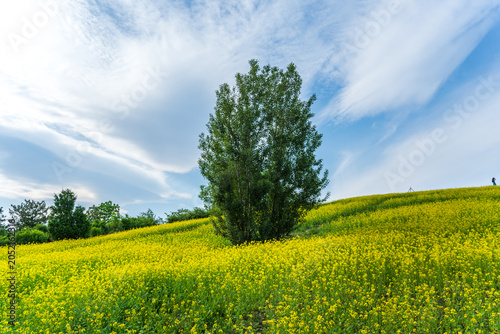 Tableau sur toile A sea of pure white flowers and a lone tree under the spring sunshine