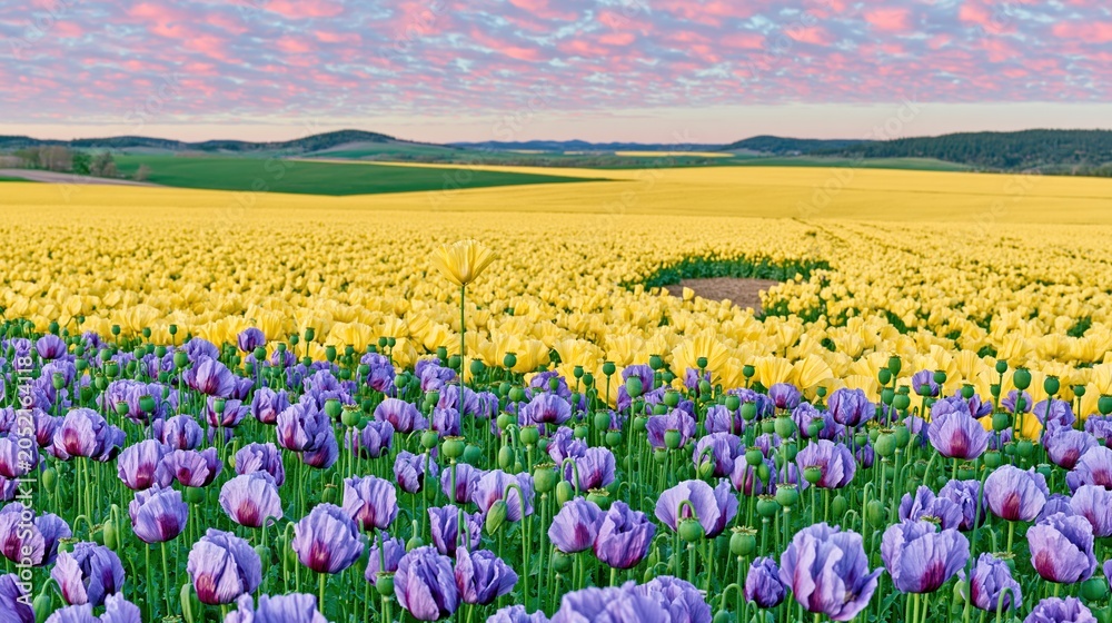 Obraz premium Vibrant field of yellow and purple poppies under a pink sunset sky, an idyllic spring wildflower landscape for seasonal nature and travel backgrounds