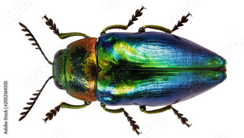 Принти на полотні Metallic Jewel Beetle with iridescent green and blue shell
