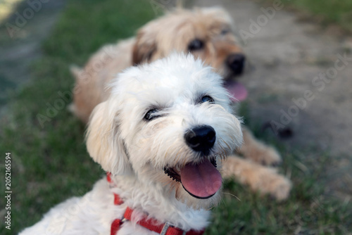 Nanja, the Bichon dog, enjoys the company of her shaggy brown friend in the cozy backyard