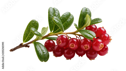 Принти на полотні Red lingonberries on a branch with green leaves