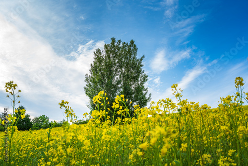 Photos Yellow rapeseed flowers blooming under blue sky and white clouds, and a lone tree in the field