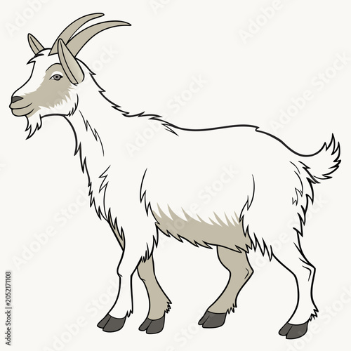  White goat standing in side view isolated on white background. Full body farm animal vector illustration in cartoon style . Livestock and agriculture concept.