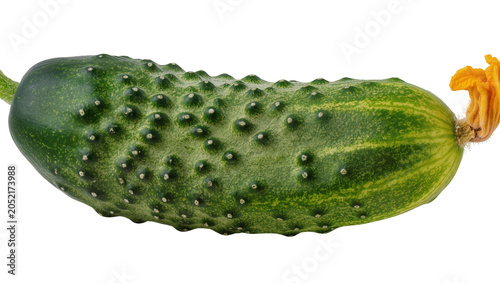 Canvas Print Green bumpy cucumber with yellow flower and stem