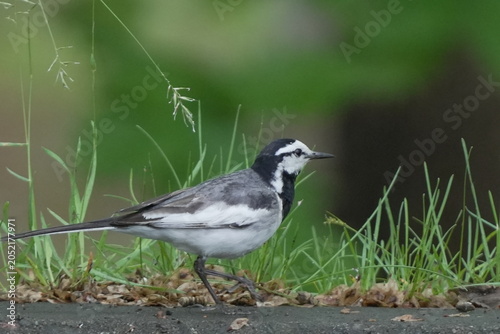 White Wagtail Near Grass on Natural Ground