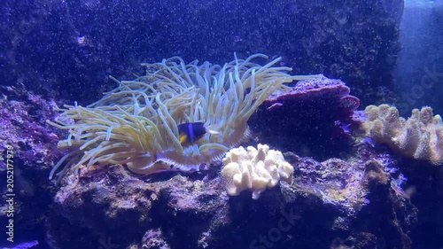 Anemone di mare con pesci