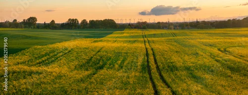 Panel kuchenny z motywem field of blooming rapeseed across the rolling hills of Brandenburg, Germany—Panorama