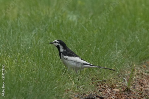 White Wagtail Near Grass on Natural Ground