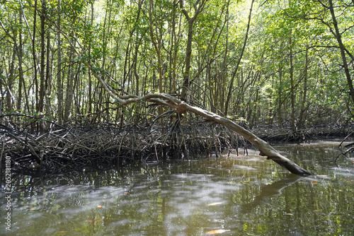 The fertile mangrove forest on the coast of Ban Tha Din Daeng, Thai Mueang District, Phang Nga Province Thailand