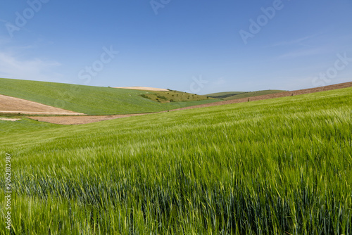 Fields of cereal crops in rural Sussex on a sunny late spring day