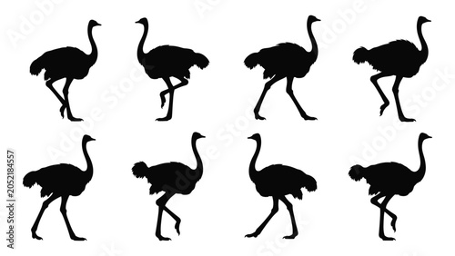 Foto Collection Of Eight Ostrich Silhouettes In Various Poses Against A White Backgro