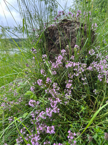 Medicinal Thyme Plant (Thymus vulgaris) – Fresh Aromatic Herb with Healing Properties, Organic Herbal Medicine and Natural Remedy
