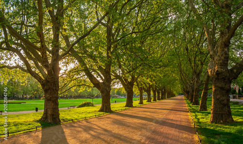 Obraz na plátně The park's avenue of plane trees in spring, covered in the lush green of young l