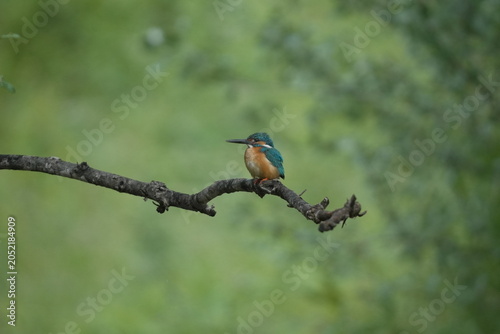 Colorful Kingfisher in Natural Green Background