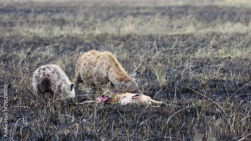 Spotted hyenas feed on a gazelle carcass on a stretch of burnt black grassland - Masai Mara National Reserve, Kenya | African safari wildlife nature documentary 4K B-roll