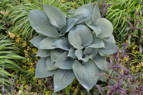 Картината върху платно Funkia (Hosta) ' Blue Angel' growing in the spring garden