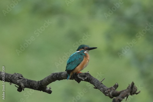 Colorful Kingfisher in Natural Green Background